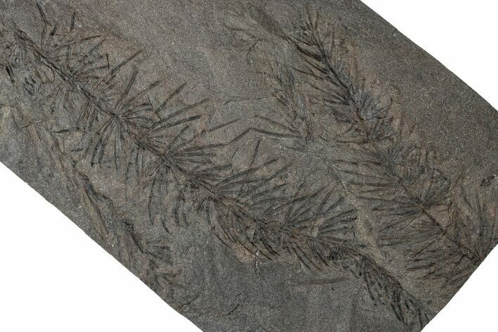 Fossil Pennsylvanian Horsetail (Asterophyllites) Plate - France #315141